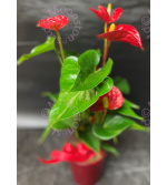 Red Anthurium occasions Flowers